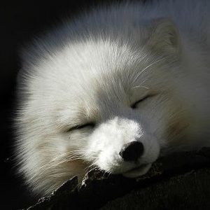 Meet your Posher, Ghostfox